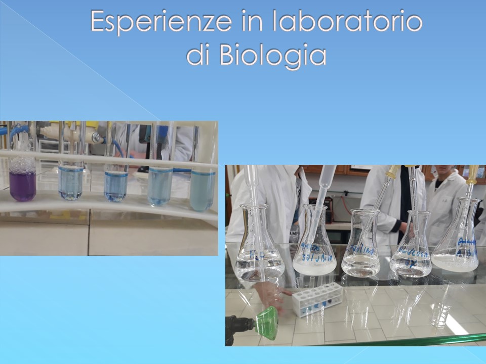 Esperienze in Laboratorio di Biologia 2a parte